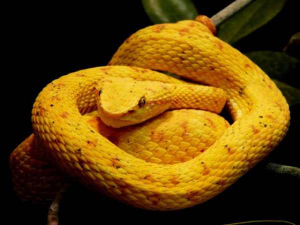 Mơ thấy rắn vàng quấn quanh người