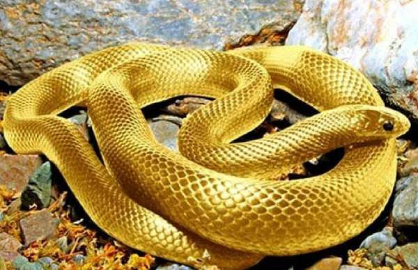 Nằm mơ thấy rắn vàng là điềm gì? Báo hiệu lộc hay họa?